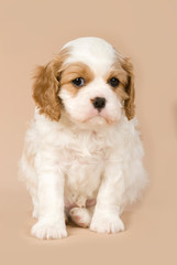 Poster - Cavalier King Charles Spaniel Welpe auf beigem Hintergrund