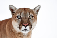 Beautiful Portrait Of A Canadian Cougar. Mountain Lion, Puma, Panther, Winter Scene In The Woods. Wildlife America