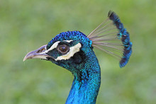 Peacock's Head In Left Profile, Jamaica