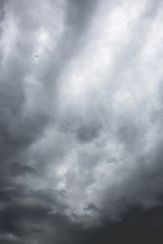 Swallows Flying Up In Front Of A Dramatic Grey Sky With Clouds