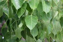 Sacred Fig Or Bo Leaf