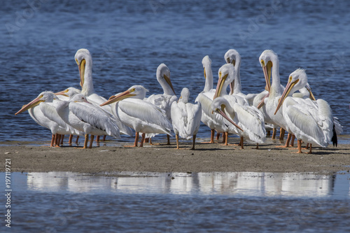 Breeding adult American White Pelicans (Pelicanus erythrorhynchos) Slika na platnu