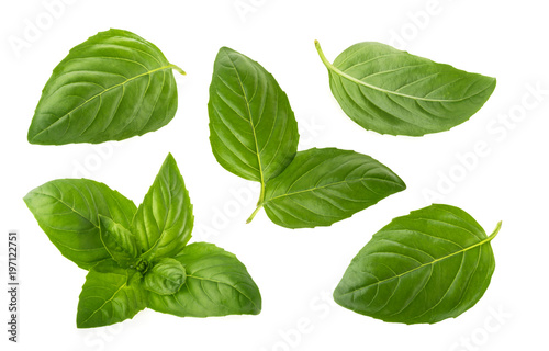Fotomural Basil leaves isolated on white background