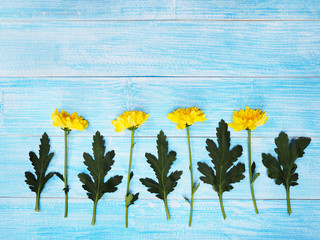Wall Mural - yellow chrysanthemums flowers on vintage blue wood.