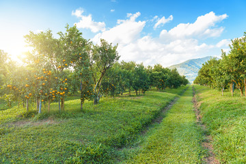 Orange garden in the morning