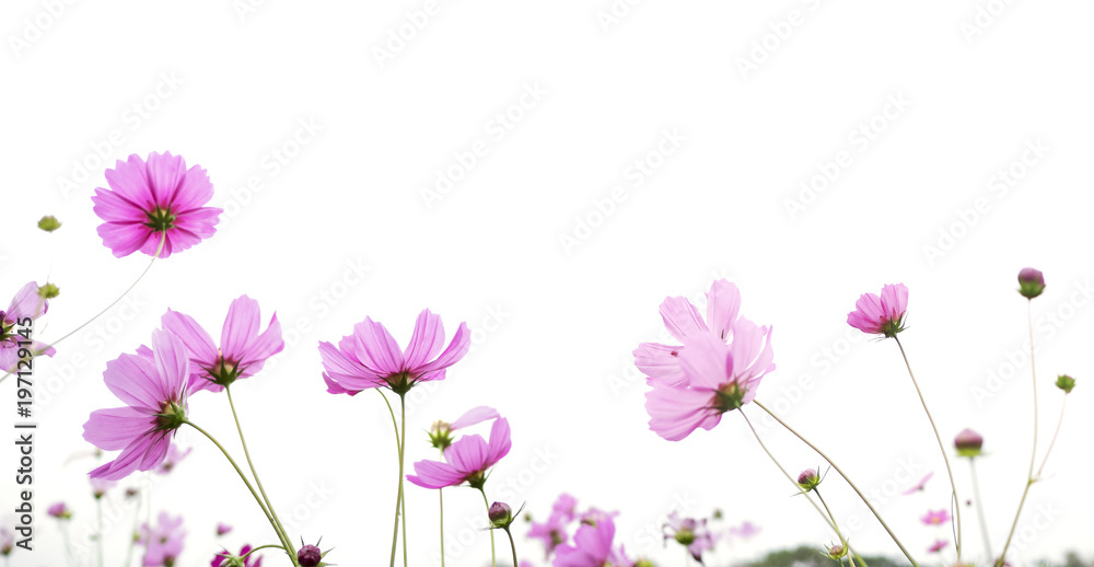pink cosmos flower isolated on white background - obrazy, fototapety, plakaty 