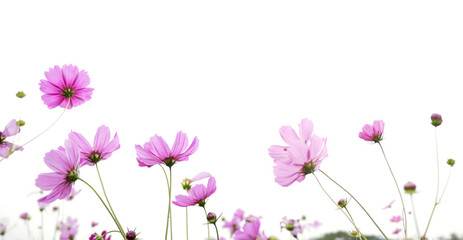 Wall Mural - pink cosmos flower isolated on white background