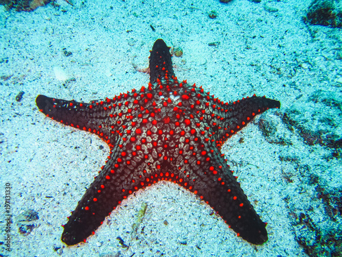 Fotomural A colorful red cushion sea star on galapagos islands