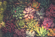 Close Up Of Succulent Plants, Background Or Texture