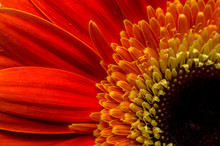 Flower Of Gerber Daisy Collection
