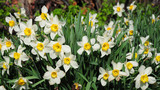Fototapeta Tulipany - White spring garden narcissus flowers with red tulips springtime flower bed. Narcissus flower also known as daffodil, daffadowndilly, narcissus, and jonquil. Springtime background.
