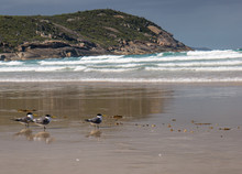 Three Terns Watching The Waves At Squeaky Beach - Wilson's Promontory National Park In Victoria Australia