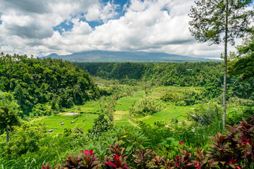 Wall Mural - Lush green Balinese rice fields at the base of Mount Agung, Bali, Indonesia.