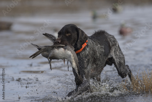 A Duck Hunting Dog With A Drake Pintail Buy This Stock Photo