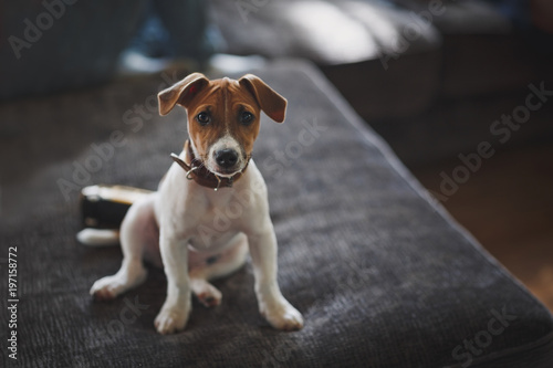 Fotografie, Obraz A small pretty puppy of breed Jack Russell Terrier sits on an gray sofa and looks at the camera with sad eyes