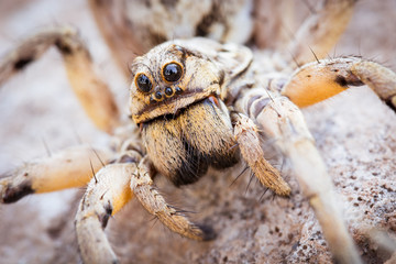 Spider's large eyes