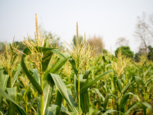Corn Field - Corn Male Flowers, Pollen Tassels Of Sweet Corn Stalk