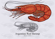 Argentine Red Shrimp. Vector illustration with refined details and optimized stroke that allows the image to be used in small sizes (in packaging design, decoration, educational graphics, etc.)