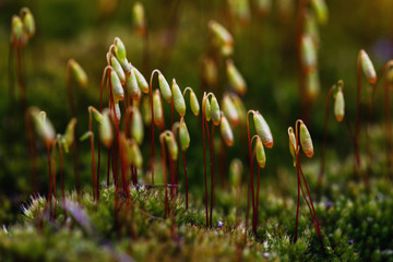 Beautiful green moss in the sunlight, moss closeup, macro.