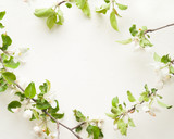 Fototapeta Kwiaty - blossom apple tree on WHITE background