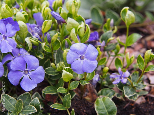 Fotografía Variegated Vinca minor 'Ralph Shugert' - lesser periwinkle, dwarf periwinkle