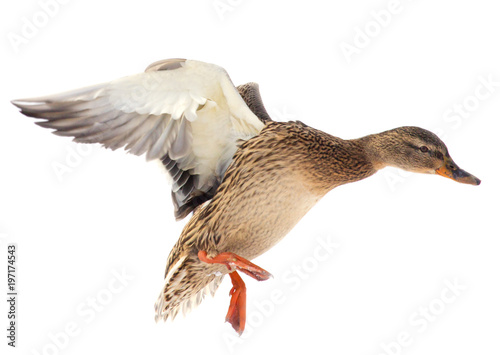 Duck in flight on a white background Poster Mural XXL