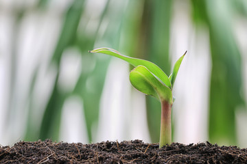 Wall Mural - Seedlings of banana tree on soil in the vegetable garden.