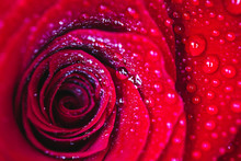 Beautiful Delicate Red Rose Flower Petal With Dew Rain Drops Macro View. Passion Concept.
