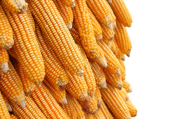 yellow corn seeds is raw material produce agriculture vegetable organic food background on texture