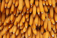 Yellow Corn Seeds Is Raw Material Produce Agriculture Vegetable Organic Food Background