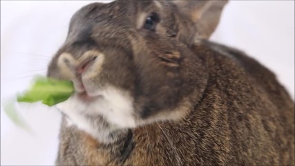 Canvas Print - Gray and white small bunny rabbit eats a dandelion leaf from side angle