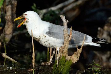 Wall Mural - Caspian Gull (Larus cachinnans)