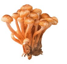 Honey Agaric On White Background Photo Of Mushrooms Closeup 