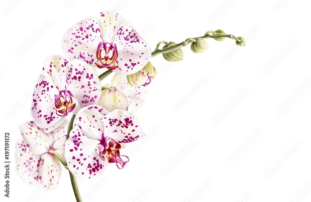 Watercolor phalaenopsis orchid branch isolated on white background. Hand drawn realistic botanical illustration. - obrazy, fototapety, plakaty 