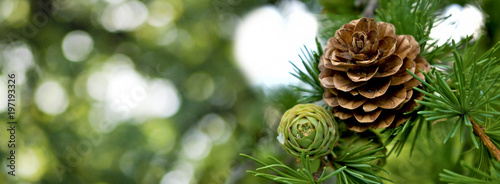 Fotografía image of pine cone closeup