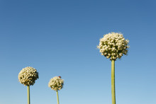 Beautiful Onion Blooming On Blue Sky Backgound