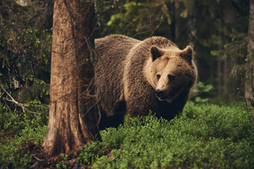 Wall Mural - wild brown bear, matte style