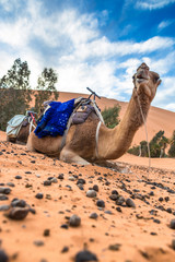 Wall Mural - Merzouga in the Sahara Desert in Morocco