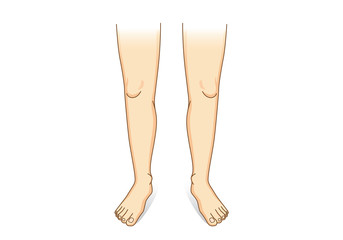 Leg vector in front view. Illustration about human legs composition.