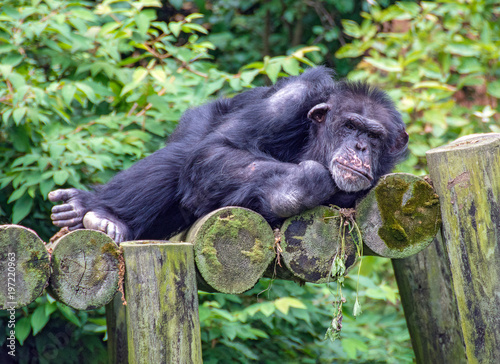 Fotografie, Obraz reclining chimpanzee on rustic logs with green foliage background
