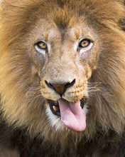 Portrait Of A Male African Lion Playfully Sticking Its Tongue Out