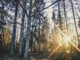 Fototapeta Sypialnia - Sun Beams Shining Between Trees on a Autums Day - vintage look edit