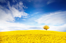 Stunning Bright Colorful Landscape For Wallpaper. Yellow Field Of Flowering Rape And Tree Against A Blue Sky With Clouds. Natural Landscape Background With Copy Space.
