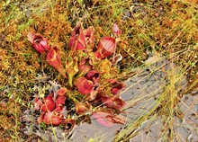 Bright Red Pitcher Plants And Green Mosses In A Wetland Bog