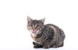 © Djomas - Lovely cat
