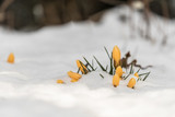 Fototapeta Tęcza - żółte drobne kwiatki wychodzą ze śniegu, zima, krokusy