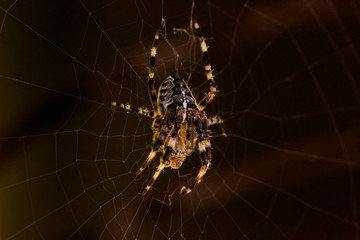 Spider Life