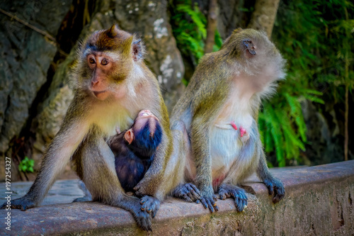 Fotografie, Obraz Close up of two female monkeys macaques crab-eaters one mom with his baby breastfeeding
