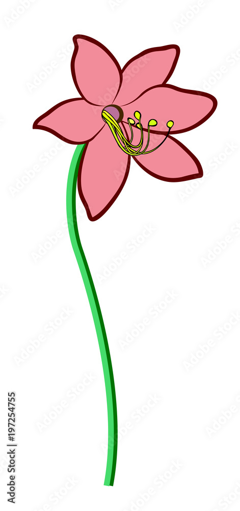 Vector illustration, flat cartoon light pink lily flower on greem stem  isolated on white background Stock Vector | Adobe Stock