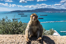 Barbary Macaque Monkeys In Gibraltar